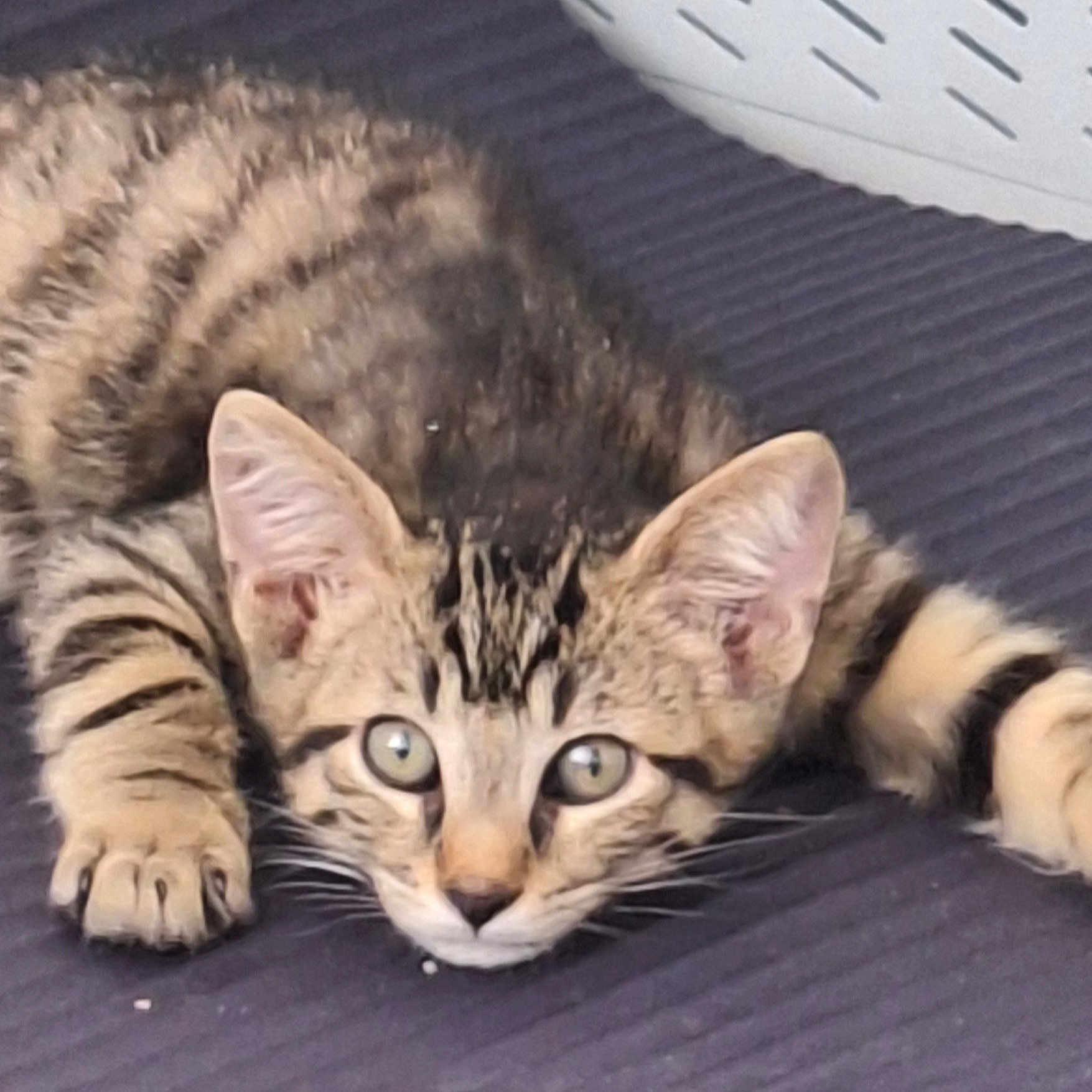 Ban participe au concours pour gagner de l'argent avec cette photo : cat, kitten, tabby, animal, pet, feline, lying_down, paws, whiskers, ears, eyes, fur, striped_fur, indoors, cushion, cozy, close_up, portrait, alert, cute