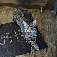 Simba joined the competition — help win amazing prizes! cat, tabby_cat, animal, pet, feline, crossed_paws, floor, wood_floor, mat, door, indoor, relaxed, resting, striped, whiskers, ears, eyes, fur, home, quiet