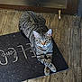 cat, tabby_cat, animal, pet, feline, crossed_paws, floor, wood_floor, mat, door, indoor, relaxed, resting, striped, whiskers, ears, eyes, fur, home, quiet