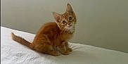 Abu a rejoint le concours — aidez-le/la à gagner de superbes lots ! kitten, orange_tabby, cat, pet, animal, fur, whiskers, ears, eyes, bed, white_bedspread, indoor, domestic_cat, cute, small, curious, sitting, young, fluffy, feline