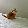 kitten, orange_tabby, cat, pet, animal, fur, whiskers, ears, eyes, bed, white_bedspread, indoor, domestic_cat, cute, small, curious, sitting, young, fluffy, feline