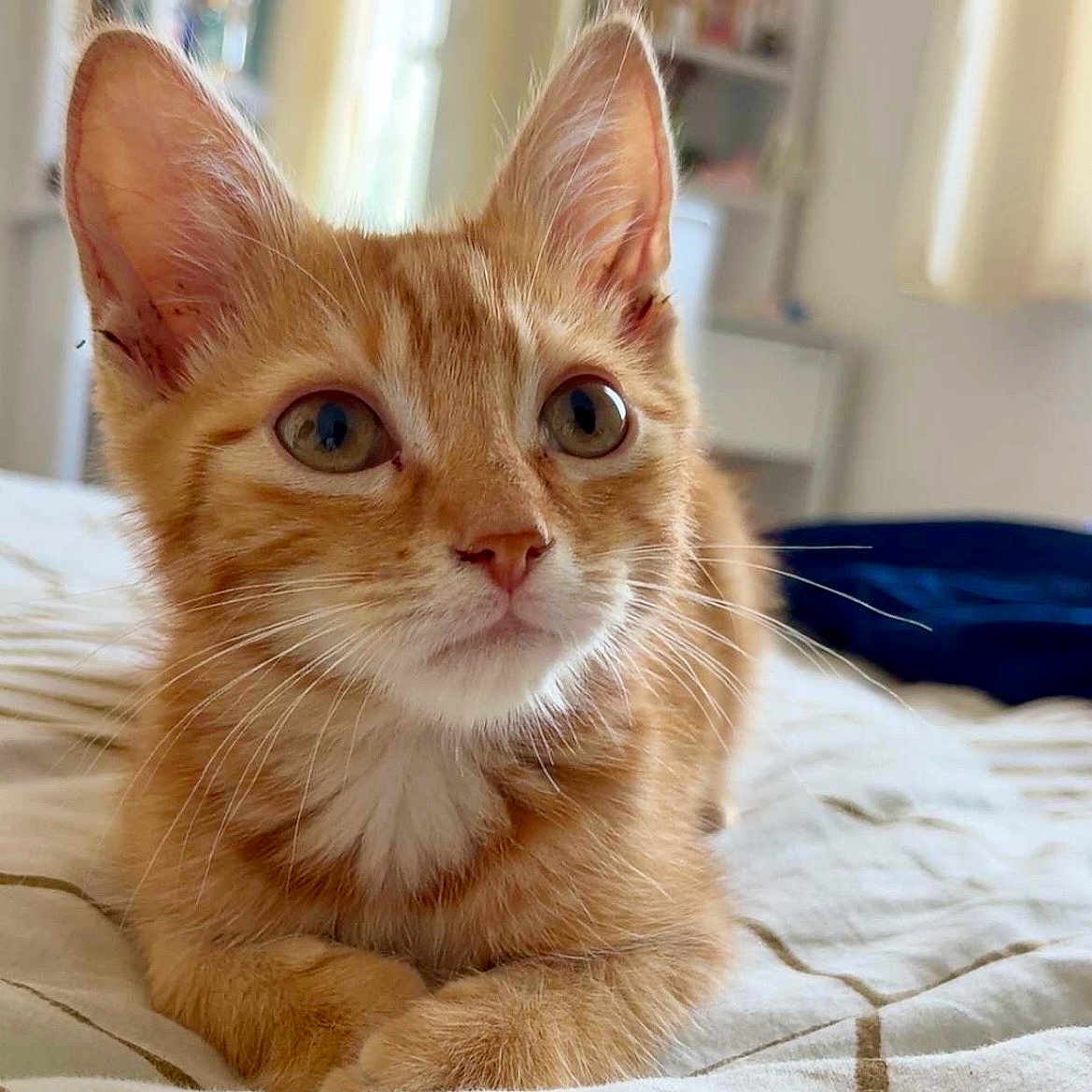 Abu a rejoint le concours — aidez-le/la à gagner de superbes lots ! animal, bed, cat, close_up, comfortable, curious, cute, domestic, eyes, feline, fur, indoor, kitten, orange_tabby, pet, relaxed, resting, soft_light, whiskers, young