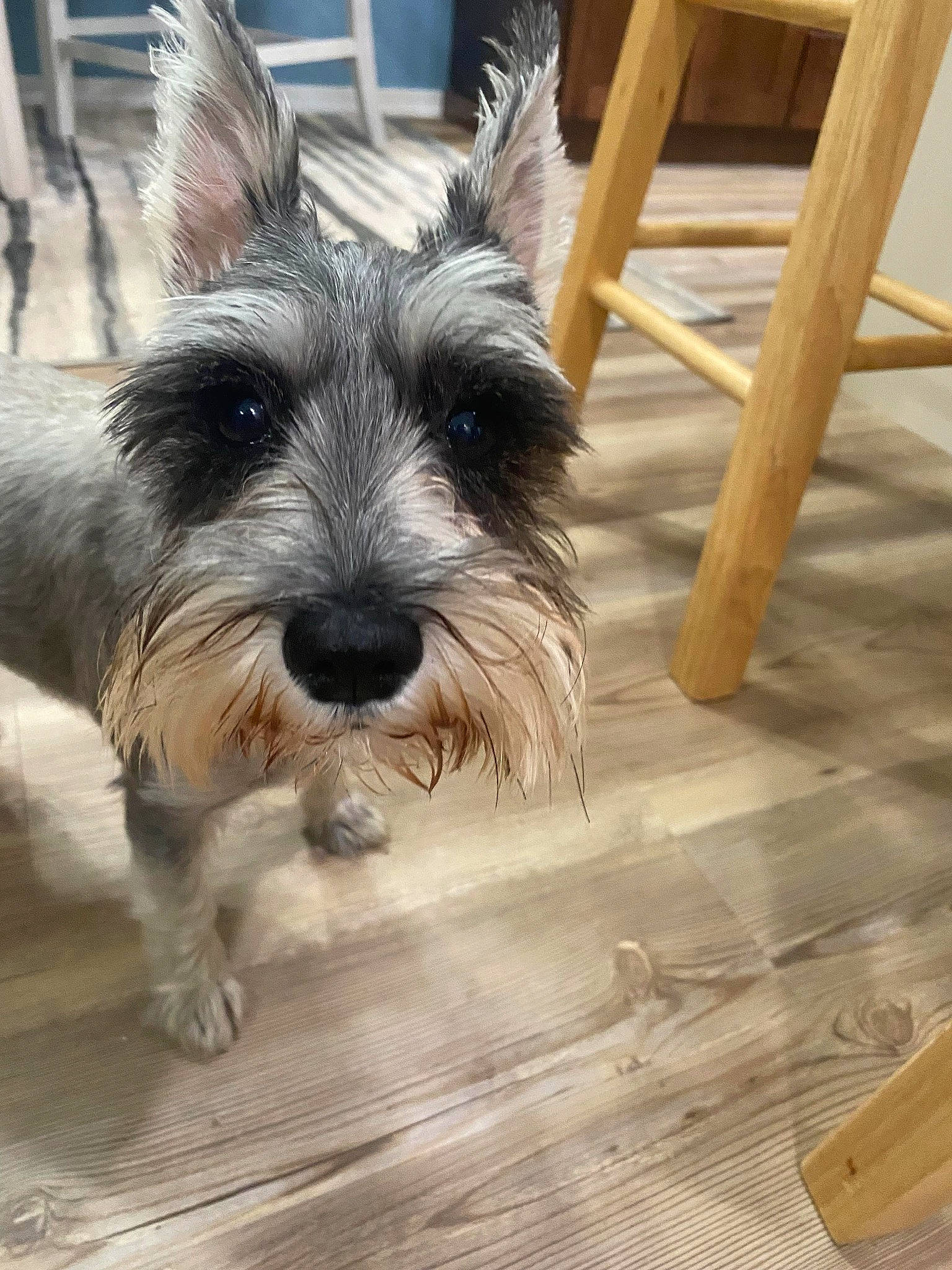 Lacey is registered to the contest to win money with this photo: biewer_terrier, canidae, carnivore, companion_dog, dog, dog_breed, flooring, hardwood, laminate_flooring, plank, small_terrier, snout, sporting_group, terrier, toy_dog, varnish, wood, wood_flooring, wood_stain, working_animal