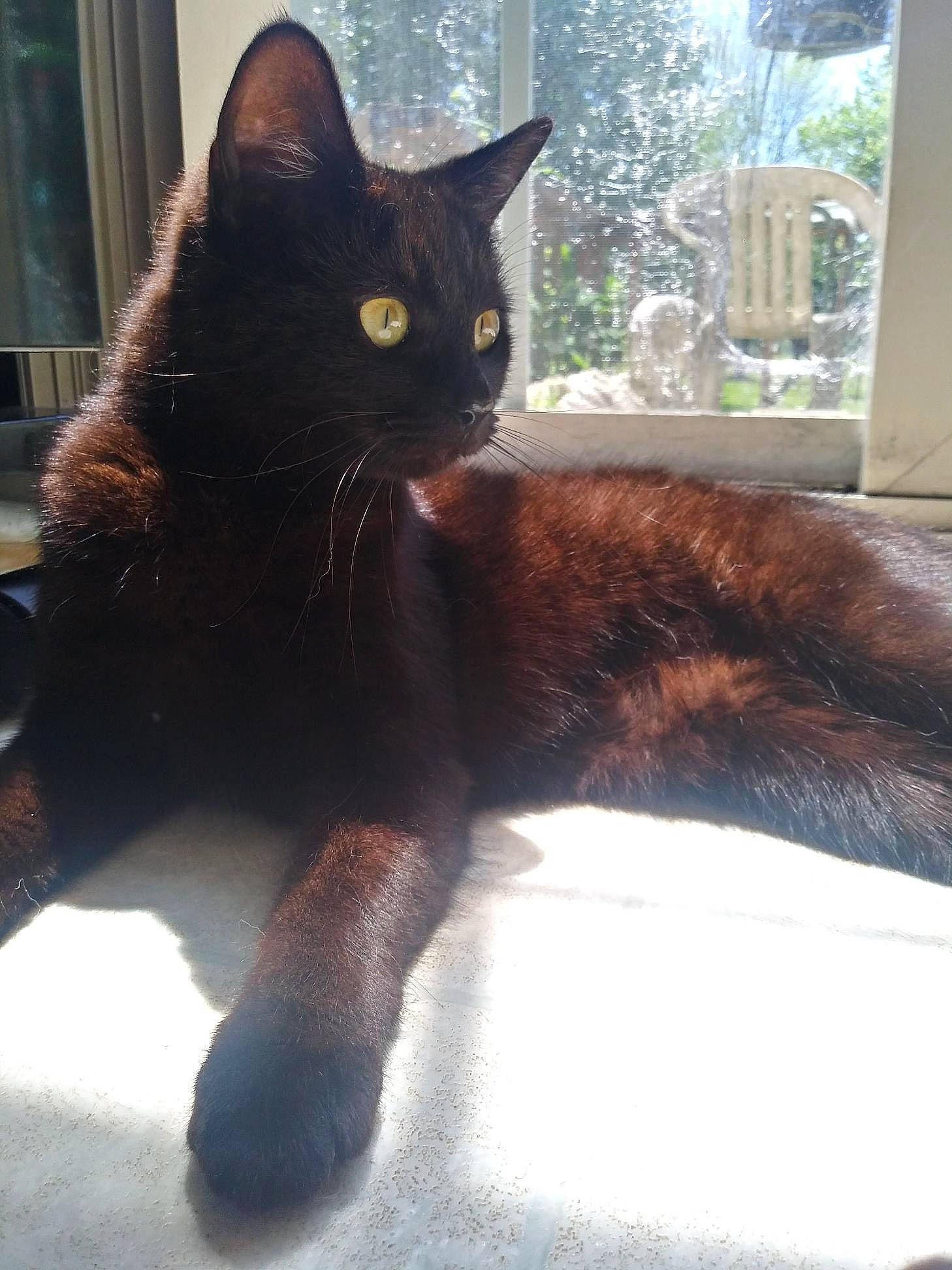 Muffins is registered to the contest to win money with this photo: asian, black_cat, bombay, burmese, carnivore, cat, claw, domestic_short_haired_cat, eye, felidae, fur, german_rex, havana_brown, kitten, mammal, organism, polydactyl_cat, small_to_medium_sized_cats, tail, whiskers