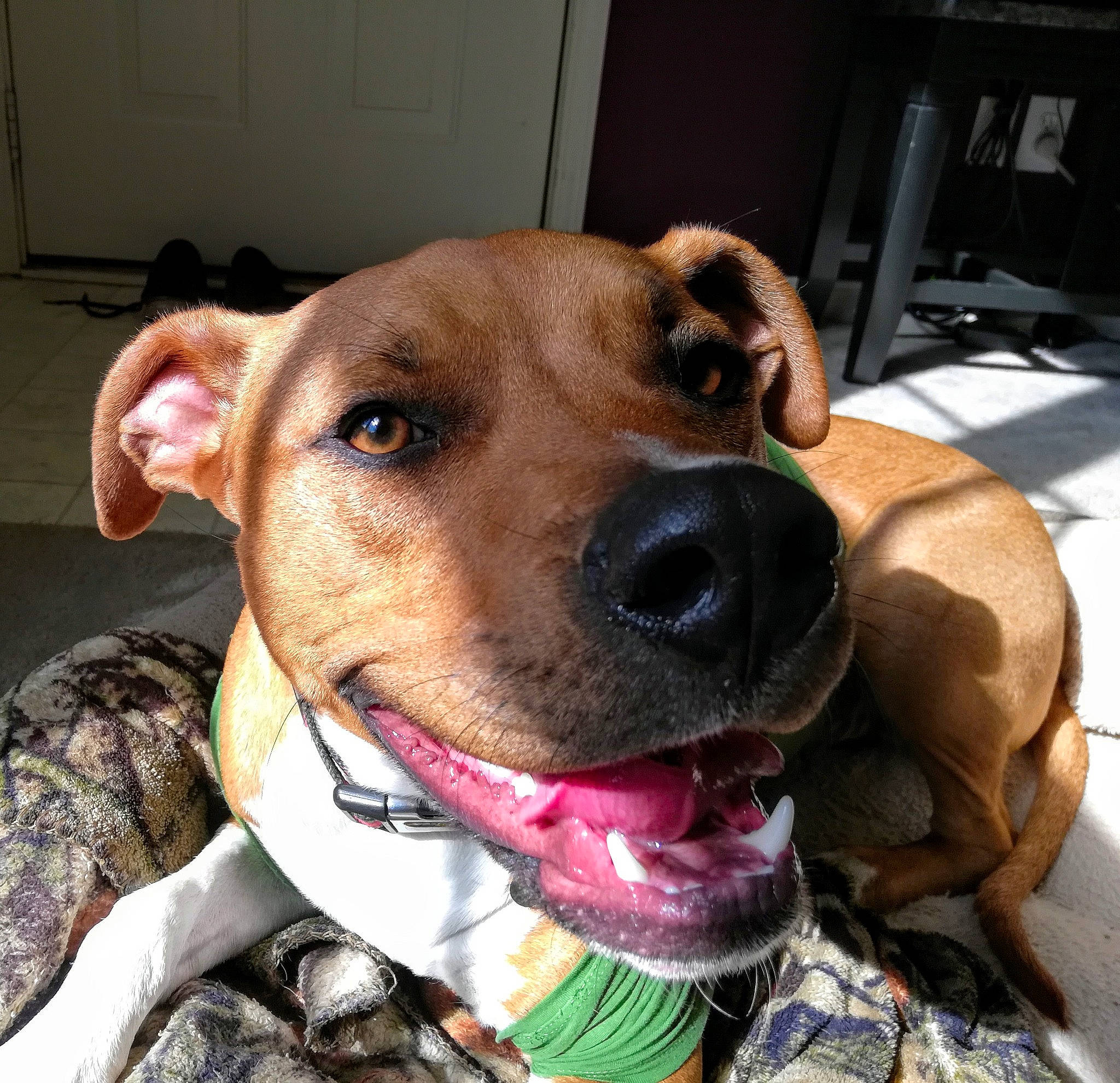 Mylo The Pitbull is registered to the contest to win money with this photo: american_pit_bull_terrier, american_staffordshire_terrier, beagador, canidae, carnivore, dog, dog_breed, ear, fawn, head, mammal, mountain_cur, non_sporting_group, nose, pit_bull, potcake_dog, snout, staffordshire_bull_terrier, vertebrate, whiskers