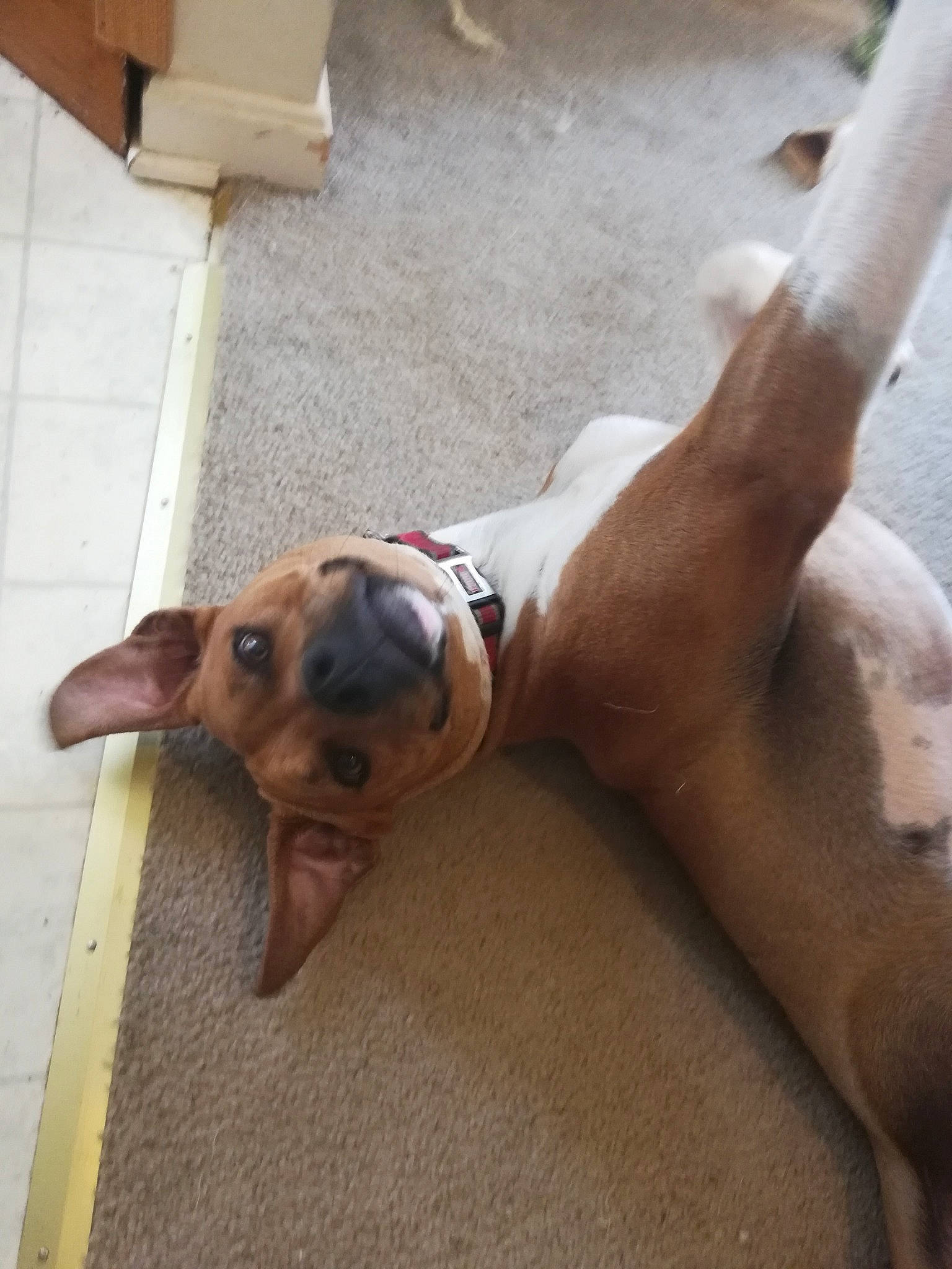 Mylo The Pitbull is registered to the contest to win money with this photo: black_mouth_cur, canidae, carnivore, dog, dog_breed, fawn, feist, potcake_dog, snout, street_dog