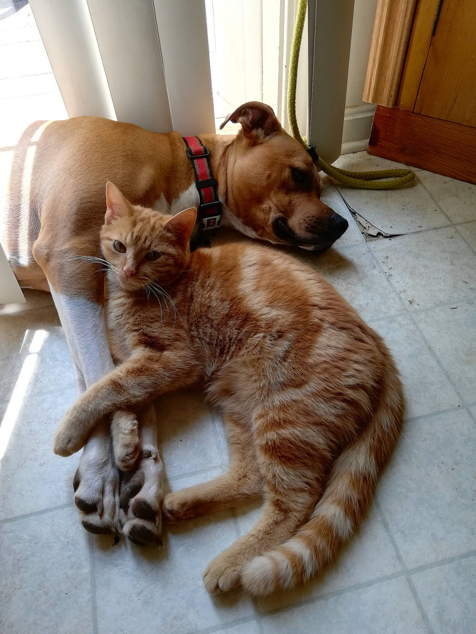 Mylo The Pitbull joined the competition — help win amazing prizes! canidae, carnivore, cat, claw, companion_dog, dog_breed, domestic_short_haired_cat, european_shorthair, fawn, felidae, floor, fur, kitten, mammal, paw, small_to_medium_sized_cats, sporting_group, tabby_cat, tail, whiskers