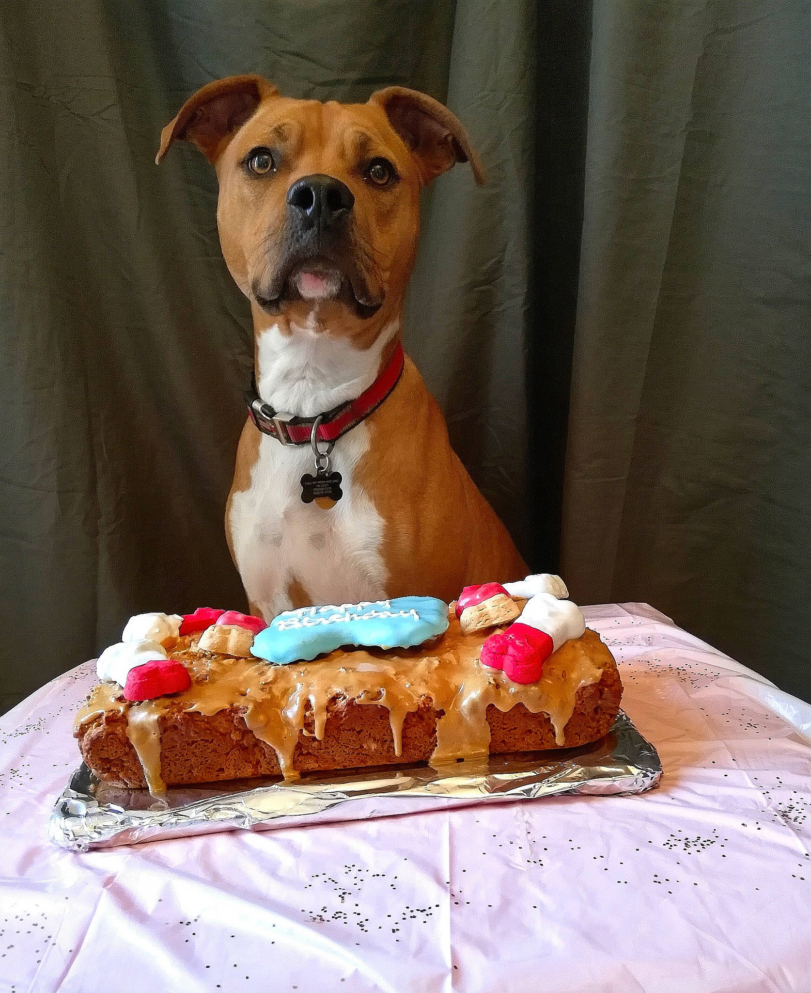 Mylo The Pitbull is registered to the contest to win money with this photo: american_pit_bull_terrier, american_staffordshire_terrier, baked_goods, birthday, birthday_cake, cake, cake_decorating, canidae, carnivore, companion_dog, dessert, dog, dog_breed, fawn, food, non_sporting_group, puppy