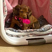 Tate joined the competition — help win amazing prizes! puppy, dog, pet, blanket, pink, toy, chew_toy, bedding, cozy, indoor, brown_fur, small_dog, collar, crate, soft_texture, floor, sitting, portrait, cute, animal