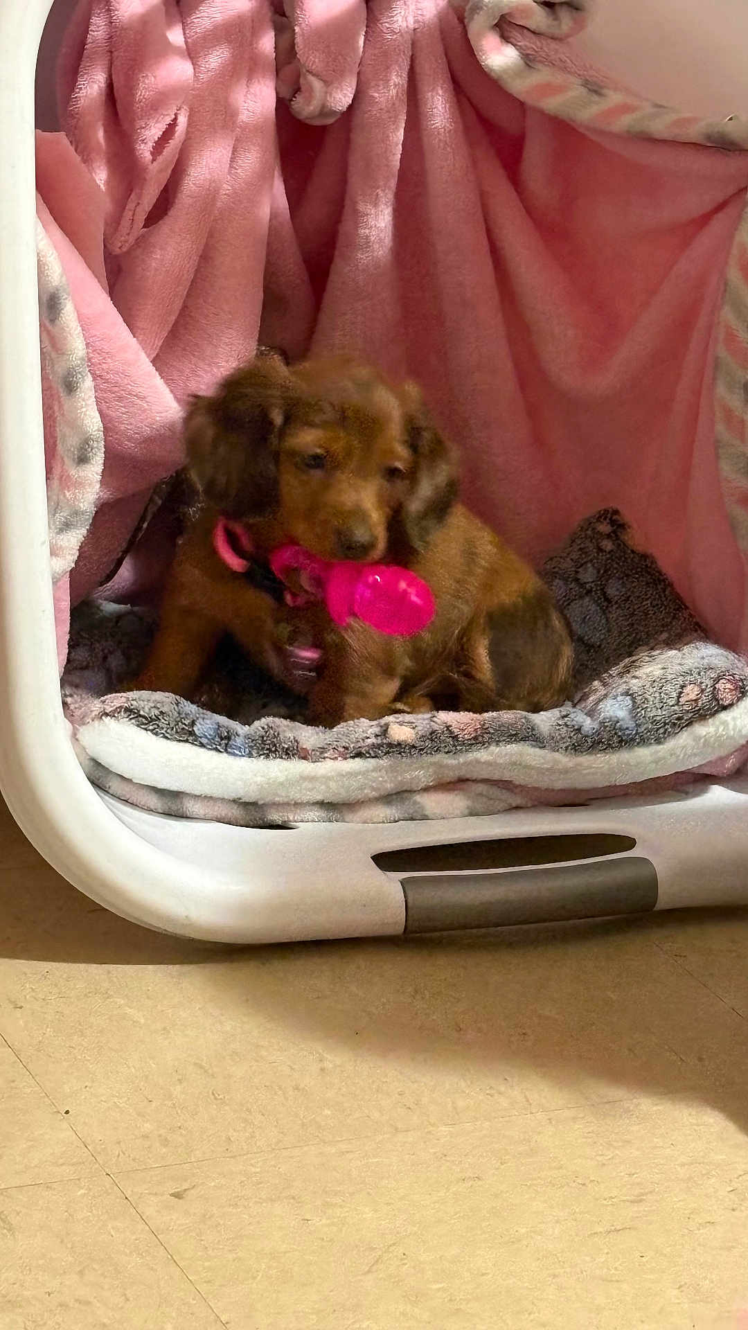 Tate joined the competition — help win amazing prizes! puppy, dog, pet, blanket, pink, toy, chew_toy, bedding, cozy, indoor, brown_fur, small_dog, collar, crate, soft_texture, floor, sitting, portrait, cute, animal