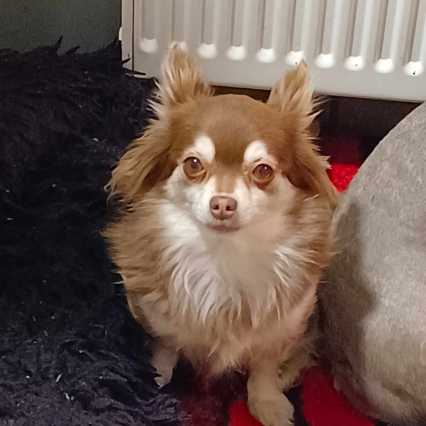 Raya participe au concours pour gagner de l'argent avec cette photo : alert, animal, brown_and_white, carpet, companion, cozy, cute, dog, domestic, ears, fluffy, fur, household, indoor, looking, pet, portrait, radiator, sitting, small_dog