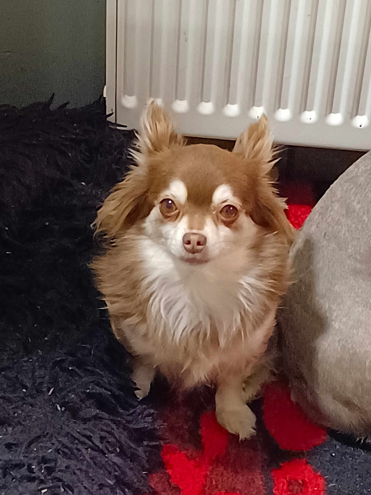 Raya participe au concours pour gagner de l'argent avec cette photo : dog, small_dog, fluffy, brown_and_white, indoor, carpet, radiator, pet, cute, ears, sitting, fur, companion, animal, domestic, household, cozy, looking, alert, portrait