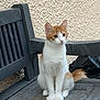 Nounouche a rejoint le concours — aidez-le/la à gagner de superbes lots ! animal, bench, cat, curious, domestic_cat, ears, feline, fluffy_tail, fur, kitten, orange_and_white, outdoor, paws, pet, plastic_bench, resting, sitting, wall, whiskers, young_cat