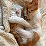 adorable, animal, blanket, cat, cozy, cute, domestic_cat, feline, fur, kitten, nap, orange_and_white, paw, pet, pink_nose, resting, sleeping, soft, whiskers, young