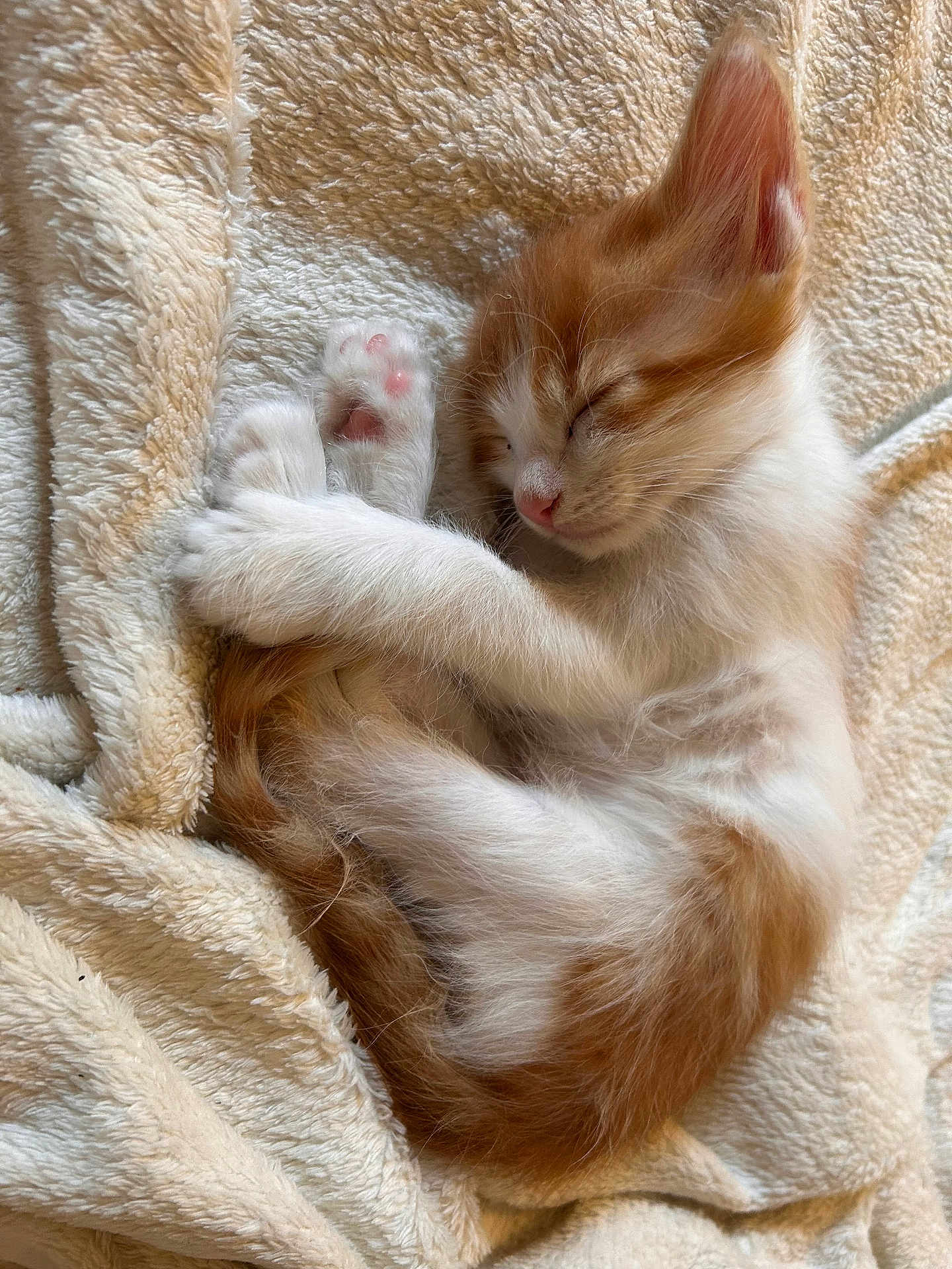 Nounouche a rejoint le concours — aidez-le/la à gagner de superbes lots ! adorable, animal, blanket, cat, cozy, cute, domestic_cat, feline, fur, kitten, nap, orange_and_white, paw, pet, pink_nose, resting, sleeping, soft, whiskers, young