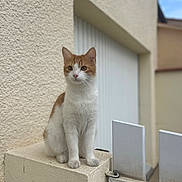 Nounouche a rejoint le concours — aidez-le/la à gagner de superbes lots ! alert, animal, calm, cat, concrete_ledge, daylight, domestic, ears, feline, fur, garage_door, gate, orange_and_white, outdoor, pet, quiet, sidewalk, sitting, textured_wall, whiskers