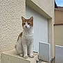 alert, animal, calm, cat, concrete_ledge, daylight, domestic, ears, feline, fur, garage_door, gate, orange_and_white, outdoor, pet, quiet, sidewalk, sitting, textured_wall, whiskers