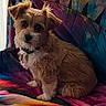 Muffin participe au concours pour gagner de l'argent avec cette photo : dog, pet, fluffy, brown, white, collar, indoor, blanket, colorful, patterned, curious, sitting, portrait, fur, cute, animal, companion, cozy, home, expression