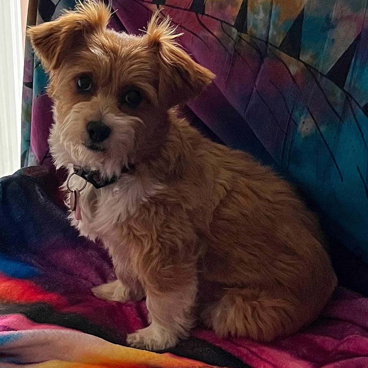 Muffin participe au concours pour gagner de l'argent avec cette photo : dog, pet, fluffy, brown, white, collar, indoor, blanket, colorful, patterned, curious, sitting, portrait, fur, cute, animal, companion, cozy, home, expression