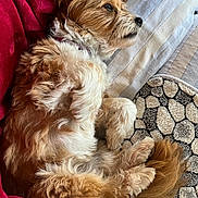 Muffin participe au concours pour gagner de l'argent avec cette photo : dog, pet, curly_fur, brown_fur, white_fur, couch, blanket, pillow, indoor, relaxed, sleepy, cozy, fur, tail, ears, resting, home, comfort, animal, companion