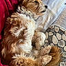 dog, pet, curly_fur, brown_fur, white_fur, couch, blanket, pillow, indoor, relaxed, sleepy, cozy, fur, tail, ears, resting, home, comfort, animal, companion