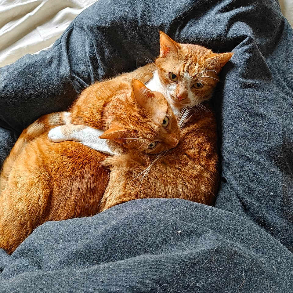 Garam Et Masala a rejoint le concours — aidez-le/la à gagner de superbes lots ! animal, bed, blanket, cat, cats, comfort, cozy, cuddle, cute, domestic_animal, ears, feline, fur, ginger_cat, indoor, pair, pet, resting, sleepy, whiskers