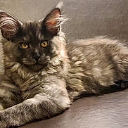 Evo is registered to the contest to win money with this photo: cat, fluffy, pet, animal, feline, relaxed, lying_down, indoor, ears, fur, whiskers, golden_eyes, portrait, cute, domestic_cat, tabby, muzzle, tail, alert, resting