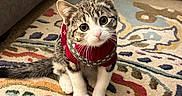 Calorimeter joined the competition — help win amazing prizes! animal, carpet, cat, cozy, curious, cute, domestic, ears, feline, floor, indoor, kitten, living_room, patterned_rug, pet, red, small, sweater, tabby, whiskers