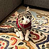 animal, carpet, cat, cozy, curious, cute, domestic, ears, feline, floor, indoor, kitten, living_room, patterned_rug, pet, red, small, sweater, tabby, whiskers
