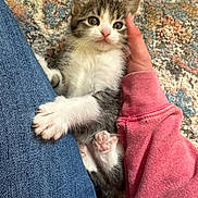 Calorimeter is registered to the contest to win money with this photo: animal, carpet, cat, clothing, cozy, cute, domestic_animal, fur, hand, human, indoor, jeans, kitten, pattern, paw, pet, pink_sleeve, resting, small, young