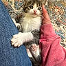 animal, carpet, cat, clothing, cozy, cute, domestic_animal, fur, hand, human, indoor, jeans, kitten, pattern, paw, pet, pink_sleeve, resting, small, young