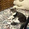 Calorimeter is registered to the contest to win money with this photo: animal, carpet, cat, cozy, cute, domestic, fur, furniture, indoor, kitten, pet, relaxing, resting, sleeping, small, stuffed_animal, tabby, toy, whiskers, young