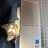 Calorimeter joined the competition — help win amazing prizes! cat, closeup, computer, cozy, cute, denim, domestic_animal, feline, indoor, jeans, keyboard, kitten, laptop, nap, pet, pink_nose, resting, sleeping, technology, whiskers