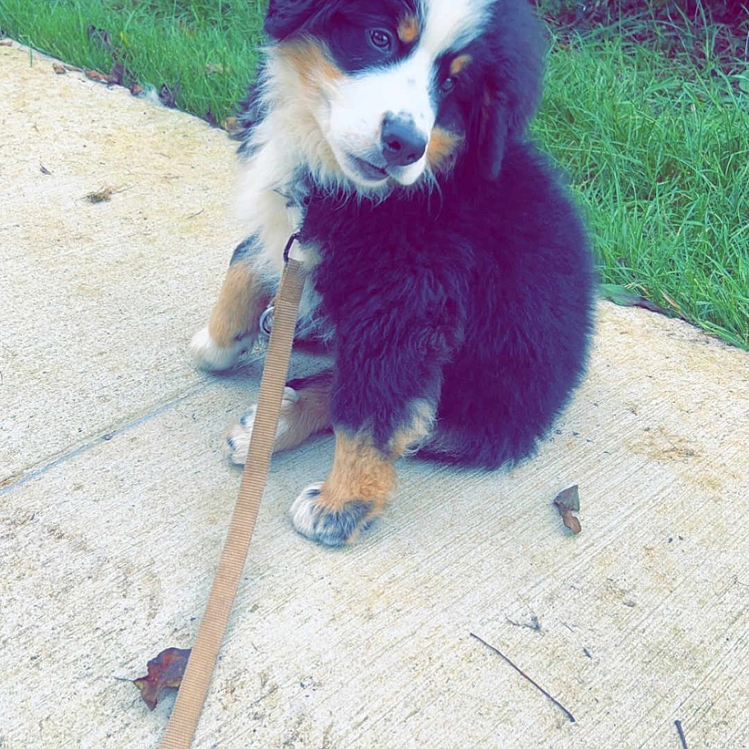 Vici a rejoint le concours — aidez-le/la à gagner de superbes lots ! accessories, animal, ball, canine, dog, grass, husky, leash, path, pet, plant, puppy, slate, sport, strap, tennis, tennisball, tree, vegetation, walkway