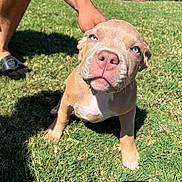 Thor joined the competition — help win amazing prizes! puppy, dog, grass, outdoor, sunlight, human_hand, pet, cute, animal, brown_fur, blue_eyes, young_dog, nature, summer, playing, person, footwear, shadow, closeup, daylight