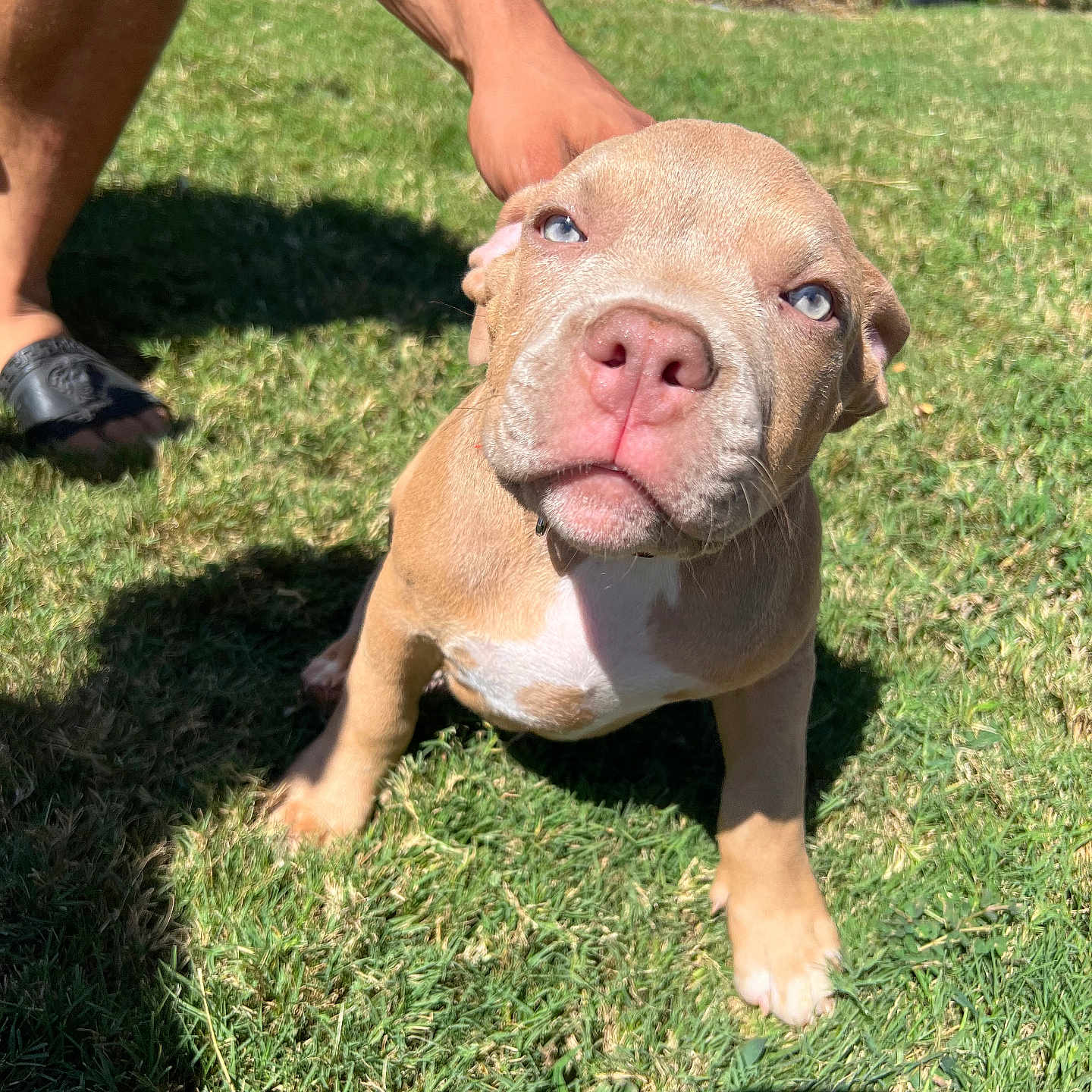 Thor