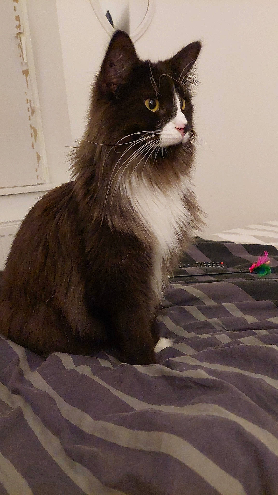 Simbou participe au concours pour gagner de l'argent avec cette photo : black_cat, carnivore, cat, claw, domestic_short_haired_cat, eye, felidae, flooring, fur, grey, monochrome_photography, paw, sitting, small_to_medium_sized_cats, snout, tail, terrestrial_animal, whiskers, window