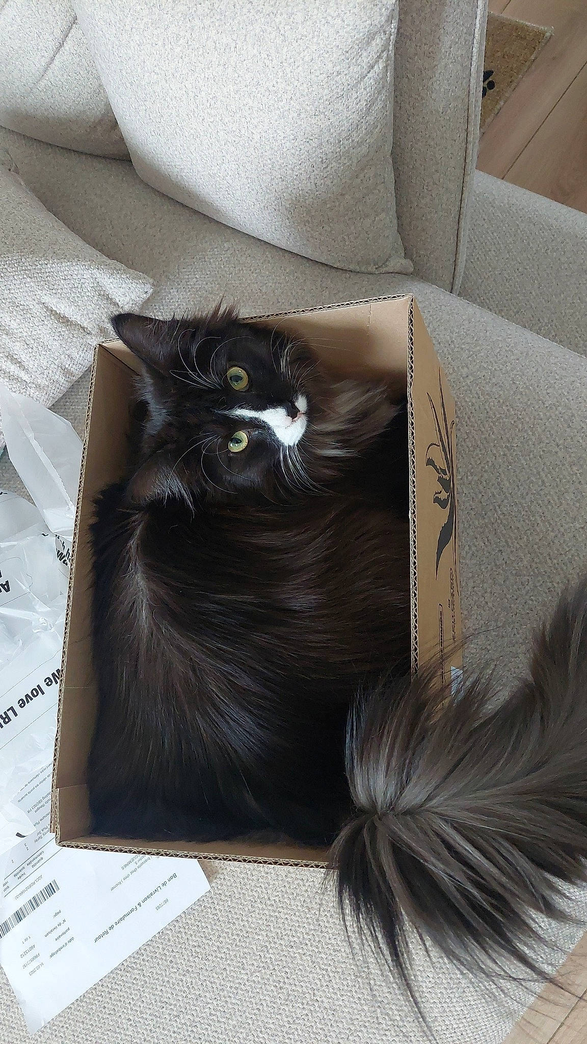 Simbou a rejoint le concours — aidez-le/la à gagner de superbes lots ! black_cat, cardboard, carnivore, cat, comfort, domestic_short_haired_cat, felidae, fur, grey, packaging_and_labeling, rectangle, small_to_medium_sized_cats, tail, whiskers, wood