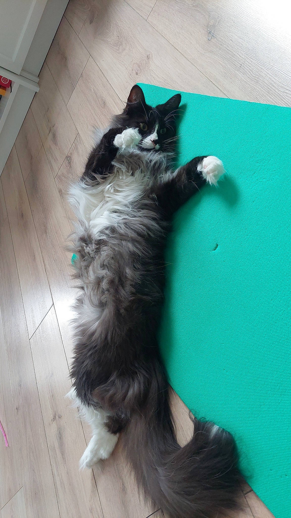 Simbou participe au concours pour gagner de l'argent avec cette photo : carnivore, cat, claw, comfort, companion_dog, dog_breed, domestic_short_haired_cat, electric_blue, felidae, flooring, foot, fur, hardwood, paw, small_to_medium_sized_cats, snout, tail, terrestrial_animal, whiskers, wood