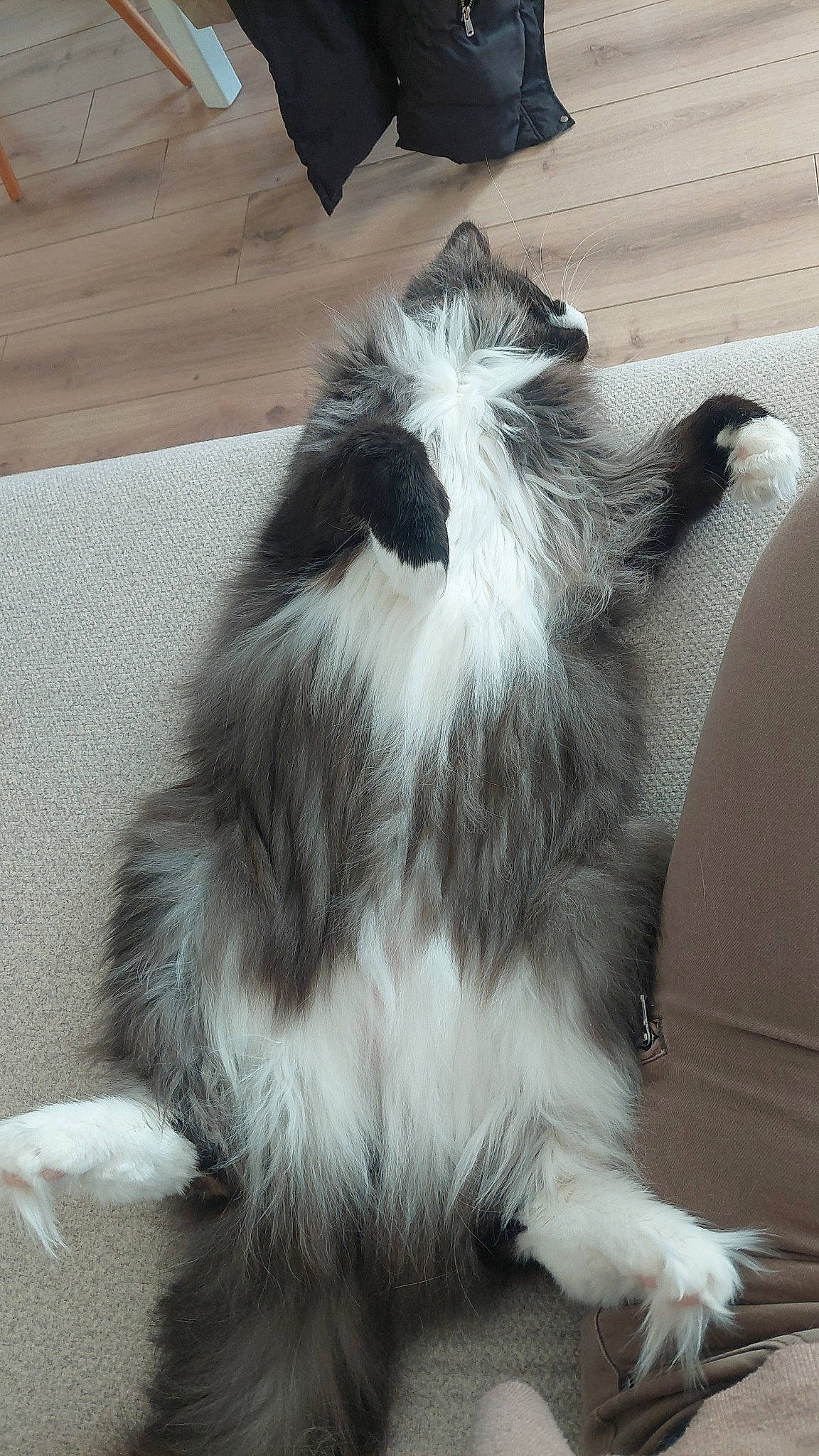 Simbou a rejoint le concours — aidez-le/la à gagner de superbes lots ! british_longhair, canidae, carnivore, cat, claw, companion_dog, dog_breed, felidae, fur, paw, small_to_medium_sized_cats, snout, sporting_group, tail, whiskers