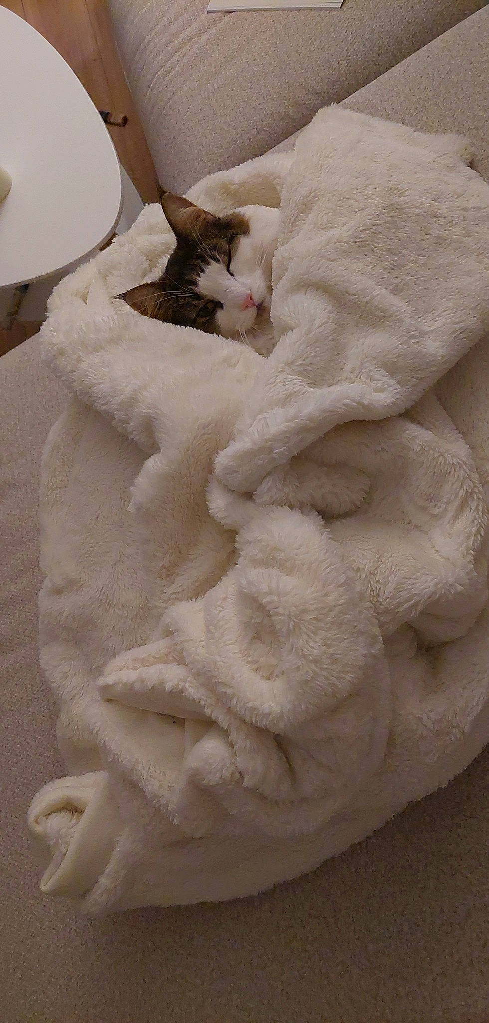 Roxy a rejoint le concours — aidez-le/la à gagner de superbes lots ! bedding, beige, blanket, carnivore, cat, comfort, domestic_short_haired_cat, duvet, fawn, felidae, flooring, fur, linens, pattern, serveware, small_to_medium_sized_cats, tail, whiskers, wood, wool