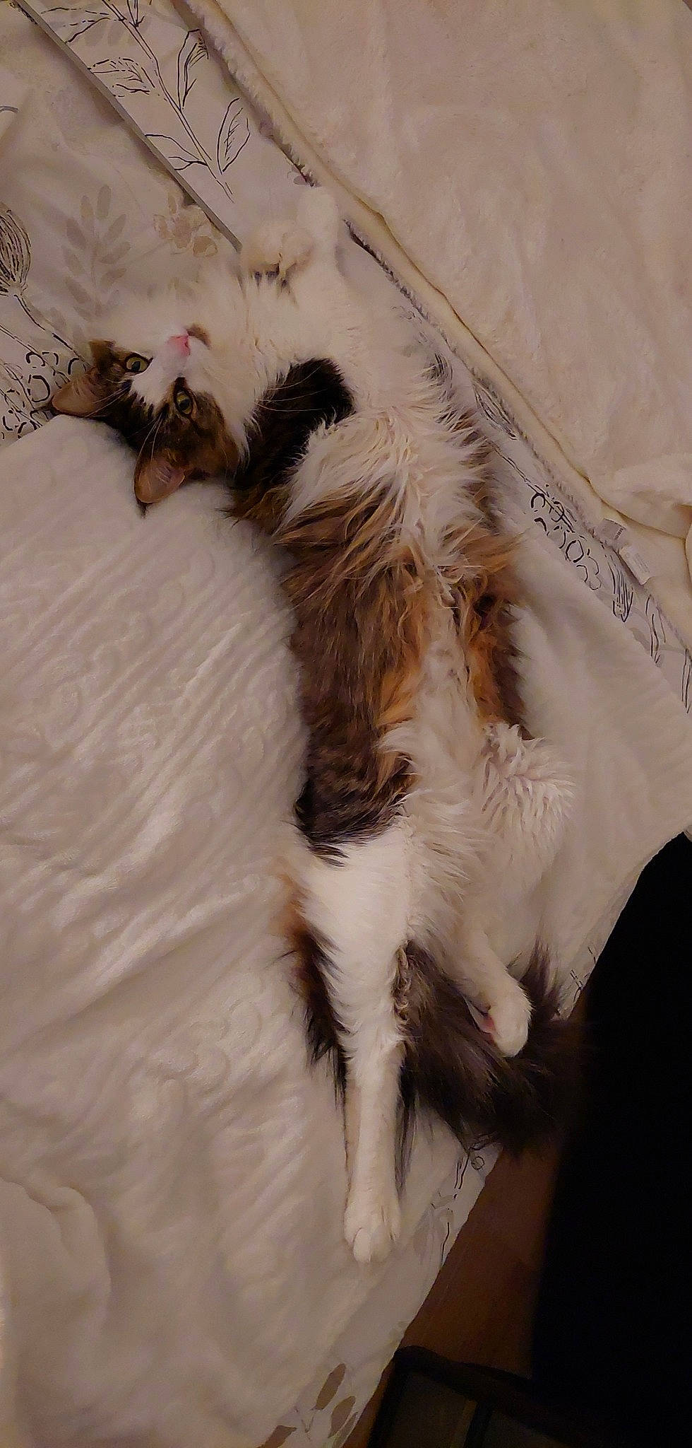 Roxy a rejoint le concours — aidez-le/la à gagner de superbes lots ! carnivore, cat, claw, comfort, companion_dog, dog_breed, fawn, feather, felidae, fur, human_leg, linens, liver, natural_material, paw, small_to_medium_sized_cats, tail, textile, whiskers