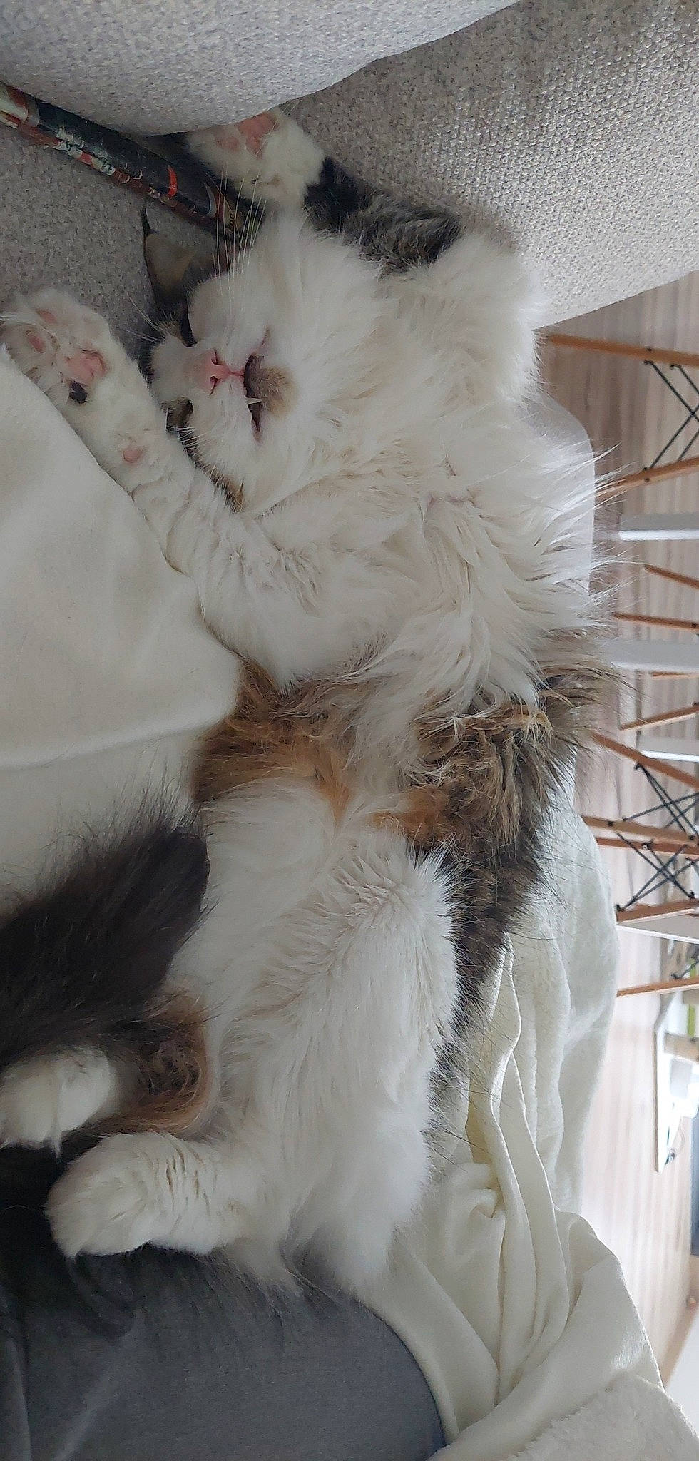 Roxy a rejoint le concours — aidez-le/la à gagner de superbes lots ! british_longhair, carnivore, cat, claw, comfort, event, fawn, felidae, fur, natural_material, paw, small_to_medium_sized_cats, snout, tail, terrestrial_animal, whiskers, white