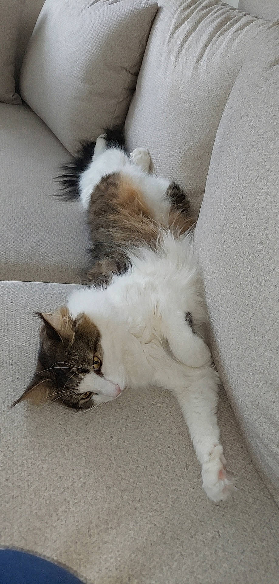 Roxy participe au concours pour gagner de l'argent avec cette photo : carnivore, cat, claw, comfort, domestic_short_haired_cat, felidae, foot, fur, paw, small_to_medium_sized_cats, snout, tail, terrestrial_animal, whiskers