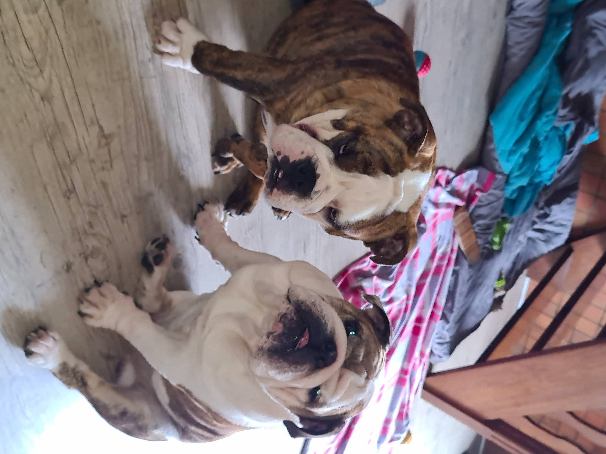 The Fernand participe au concours pour gagner de l'argent avec cette photo : canidae, carnivore, collar, comfort, companion_dog, dog, dog_breed, dog_supply, fawn, felidae, fur, linens, nap, room, snout, sporting_group, tree, window, wood, working_animal