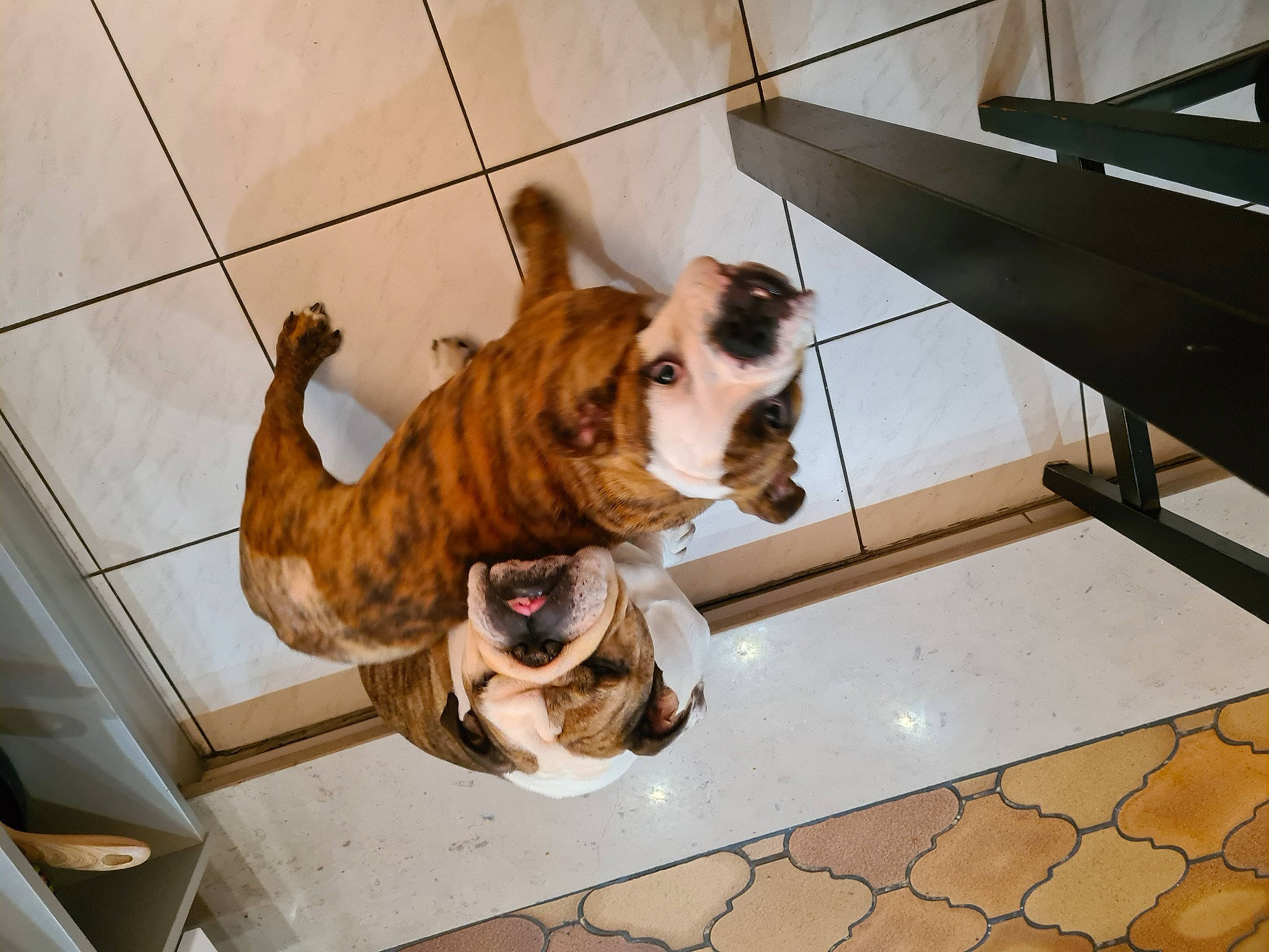 The Fernand participe au concours pour gagner de l'argent avec cette photo : bulldog, carnivore, collar, companion_dog, dog, dog_breed, dog_collar, dog_supply, fawn, floor, flooring, fur, hardwood, pet_supply, plant, snout, tail, tile_flooring, wood, working_animal