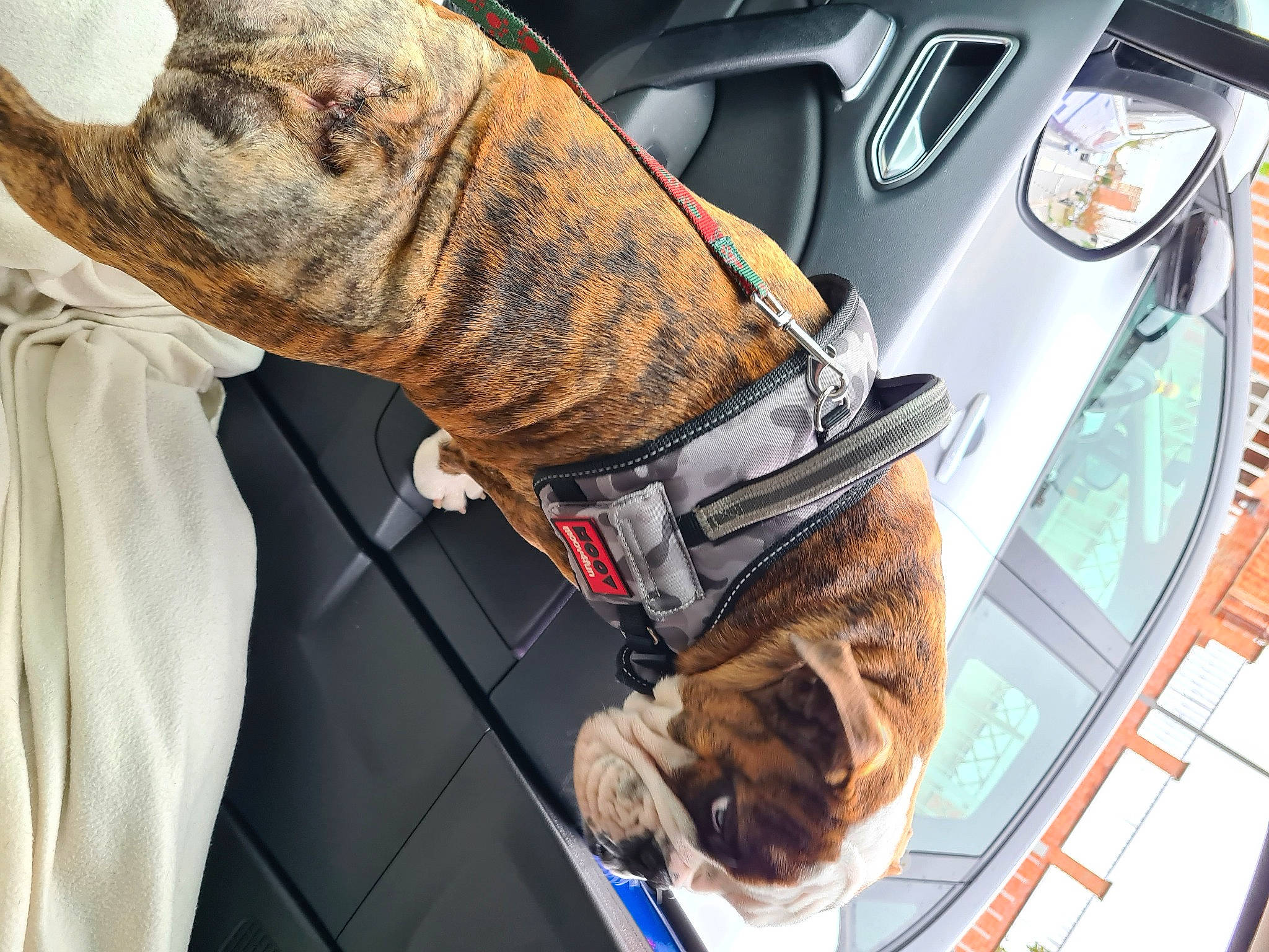 The Fernand a rejoint le concours — aidez-le/la à gagner de superbes lots ! auto_part, automotive_exterior, automotive_lighting, boot, car, carnivore, collar, dog, dog_breed, fawn, hood, motor_vehicle, personal_luxury_car, shoe, sneakers, snout, trunk, vehicle, vehicle_door, working_animal