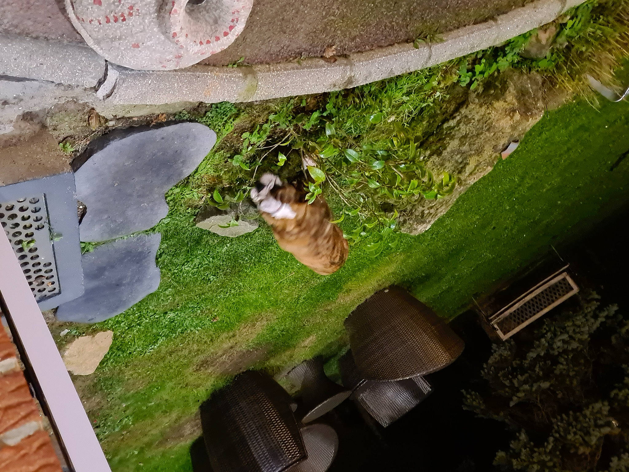 The Fernand participe au concours pour gagner de l'argent avec cette photo : carnivore, companion_dog, dog, dog_breed, fawn, felidae, flooring, garden, grass, grass_family, groundcover, landscape, landscaping, lawn, leisure, plant, tail, tree, urban_design, wood