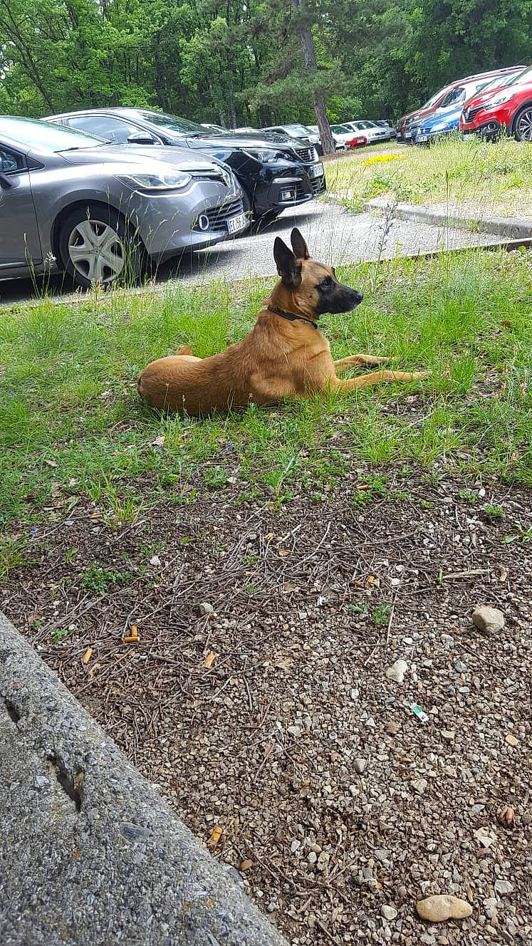 Lou a rejoint le concours — aidez-le/la à gagner de superbes lots ! automotive_tire, car, carnivore, dog, dog_breed, fawn, grass, groundcover, hubcap, plant, road_surface, snout, soil, tail, terrestrial_animal, tire, tree, vehicle, wheel, working_animal