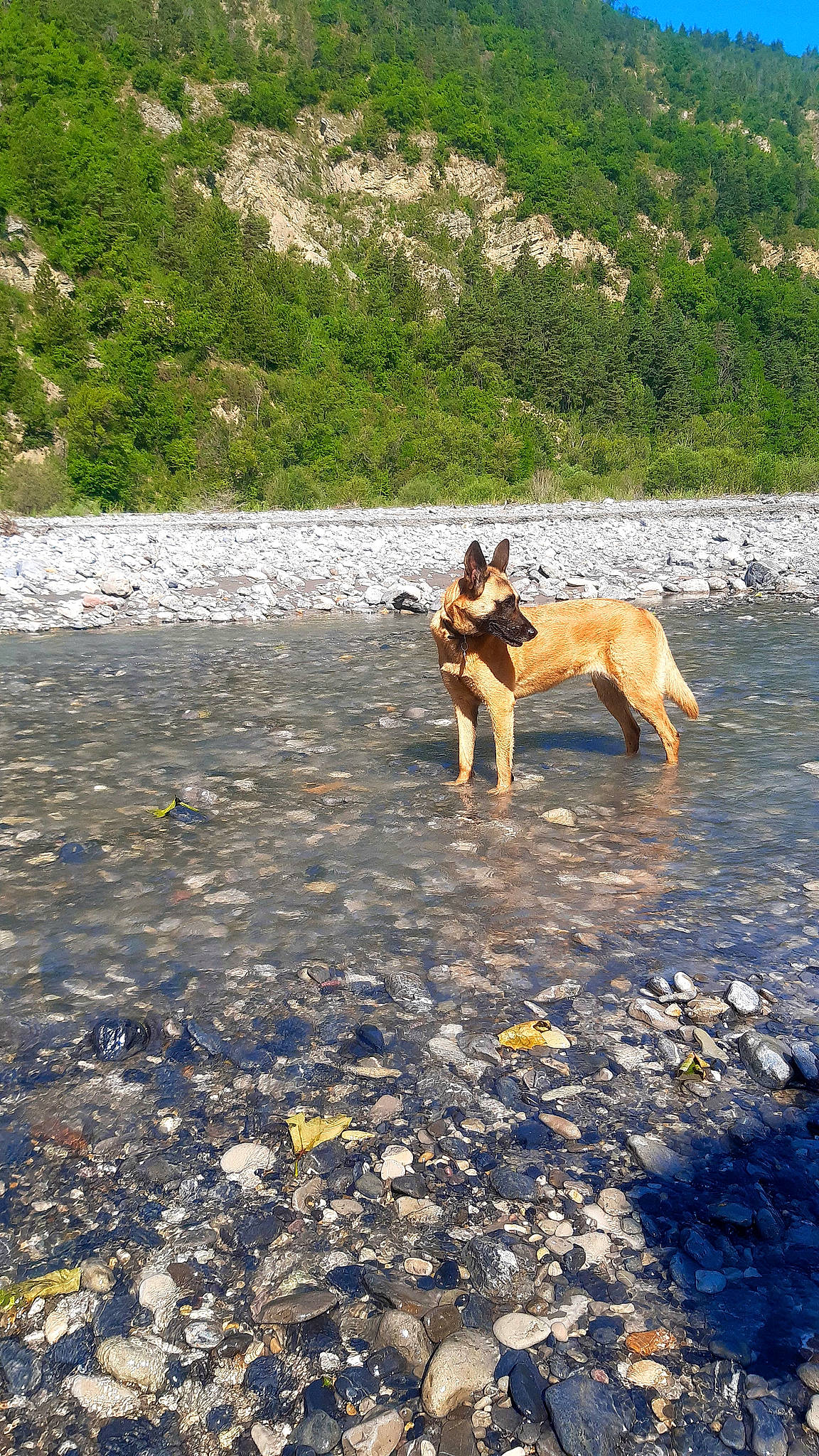 Lou participe au concours pour gagner de l'argent avec cette photo : adventure, canidae, carnivore, dog, dog_breed, dog_hiking, fawn, lake, landscape, mountain, plant, recreation, rock, sand, soil, sporting_group, tree, water, wood, working_animal